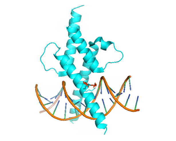 3-D Model of Amino Acid Interaction with DNA