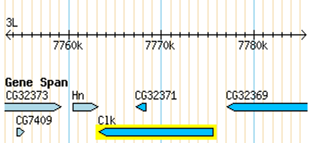 Clock Gene Analysis